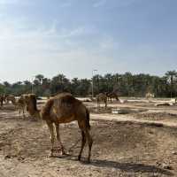 Bahrain - Royal Camel Farm - great spot!