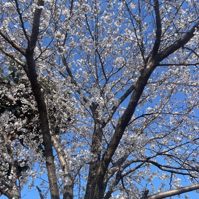 Cherry blossoms 