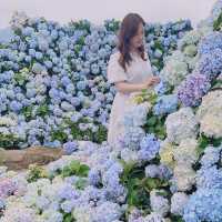 深圳藍色繡球花海