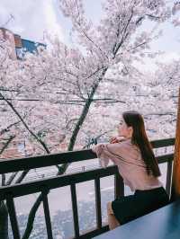 벚꽃뷰 대구 고기맛집 강씨목삼🌸👍