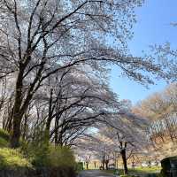 東京近郊景點 – 秩父羊山公園