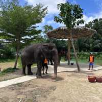 The best day of your life with Elephants 🐘🌿