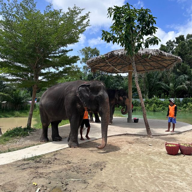 The best day of your life with Elephants 🐘🌿