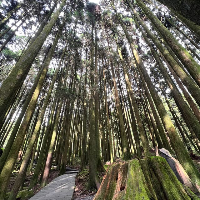 阿里山 - 享受森林浴、淨化心靈
