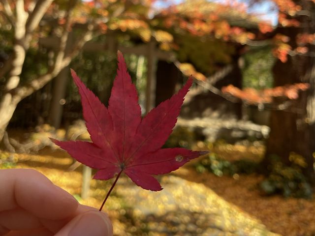【京都】絶景ながらマイナー観光スポット！蓮華寺をご紹介