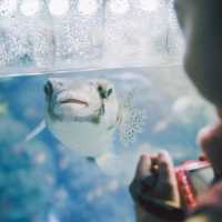 【神奈川】「新江ノ島水族館」でこの夏は新たな発見を🐟