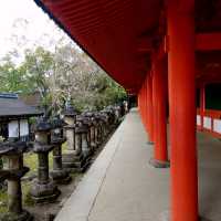 Exploring Nara With Adorable Deers - Nara Park