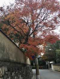 京都賞楓好去處*東福寺*