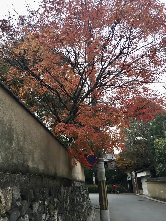 京都賞楓好去處*東福寺*