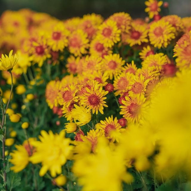 Autumn Festival Daegu Arboretum 