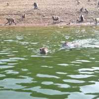 ภารกิจ ล่องเรือ ให้อาหารลิงที่ แก่งกระจาน