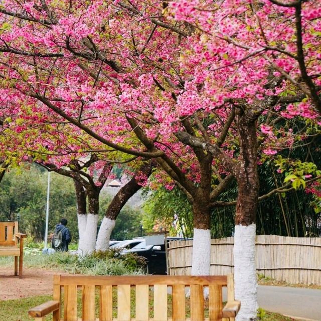 เที่ยวเมืองไทยเหมือนไปต่างประเทศ อ่างขาง