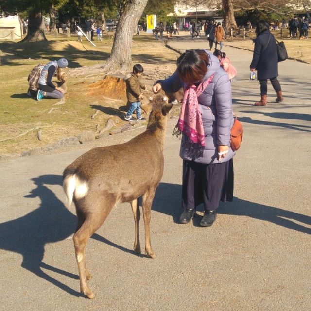 與日本鹿有個約會，大阪奈良半日遊
