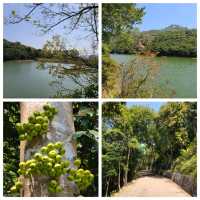 快閃大學堂✨️薄扶林水塘路>山頂輕鬆遊