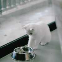 Pet Friendly at SO Sofitel Hua Hin