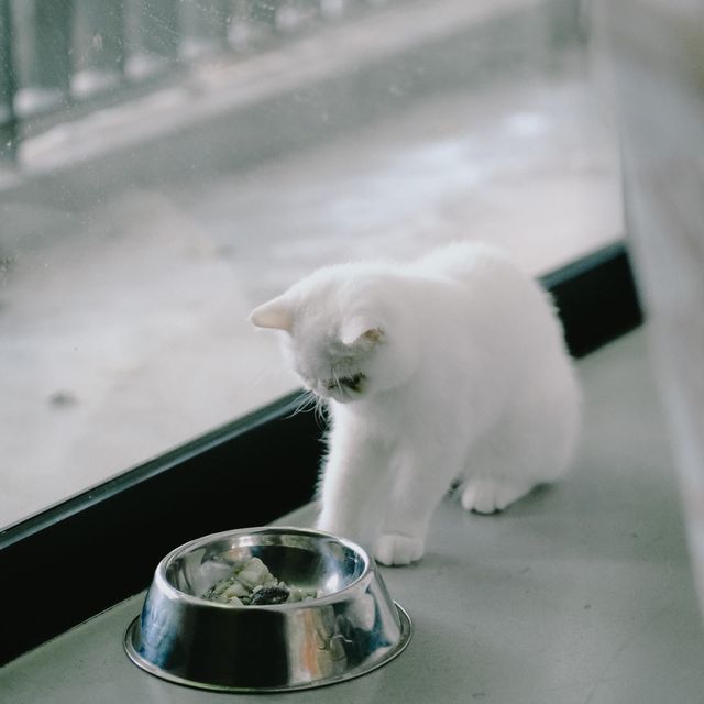 Pet Friendly at SO Sofitel Hua Hin