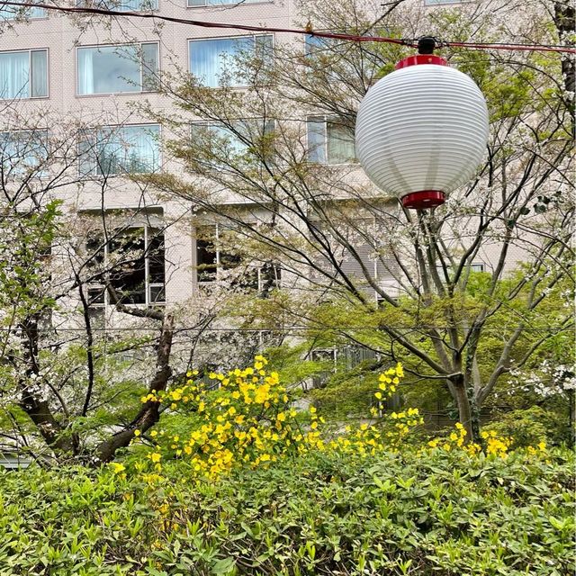 グランドプリンスホテル高輪の日本庭園でお花見