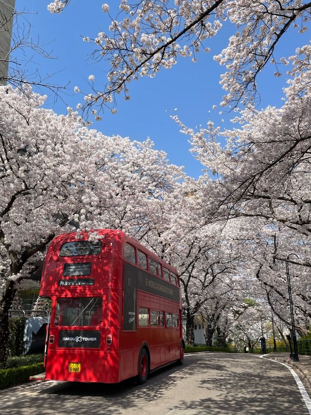 대구 벚꽃은 이월드에서 즐겨요🌸🌸🌸