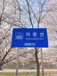 하남 덕풍천에 찾아온 봄🌸