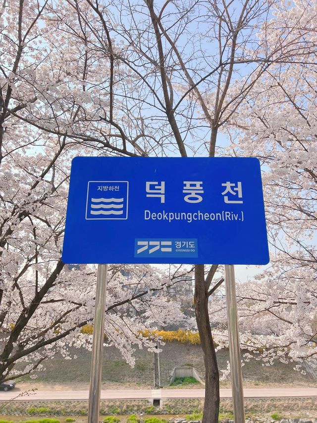 하남 덕풍천에 찾아온 봄🌸