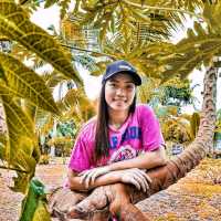 Mayon Black Lava Zipline Adventure