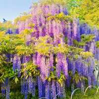 A hundred year old westeria tree.