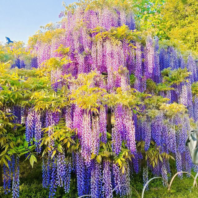 A hundred year old westeria tree.