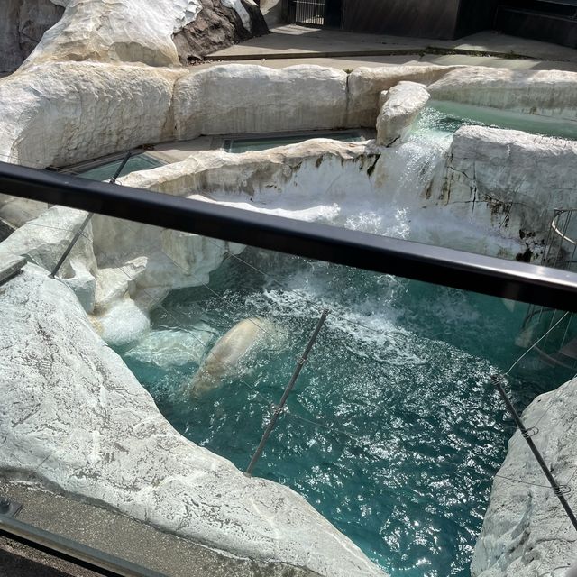 🦅🐙🐊意料之外玩了半天🦧上野動物園🐯🐼🐧