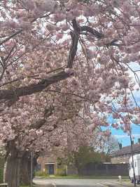 🇬🇧 영국 런던 벚꽃 명소, 크롤리 Crawley 🌸