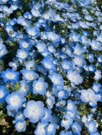 【ひたち海浜公園/ネモフィラ,菜の花,チューリップ】