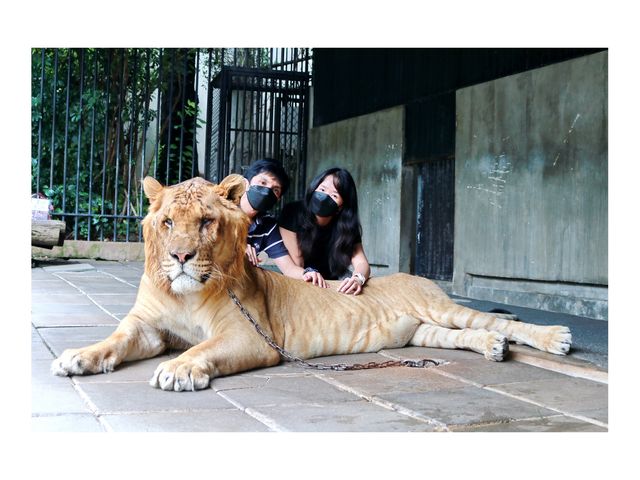 สวนสัตว์หัวหิน ซาฟารี
