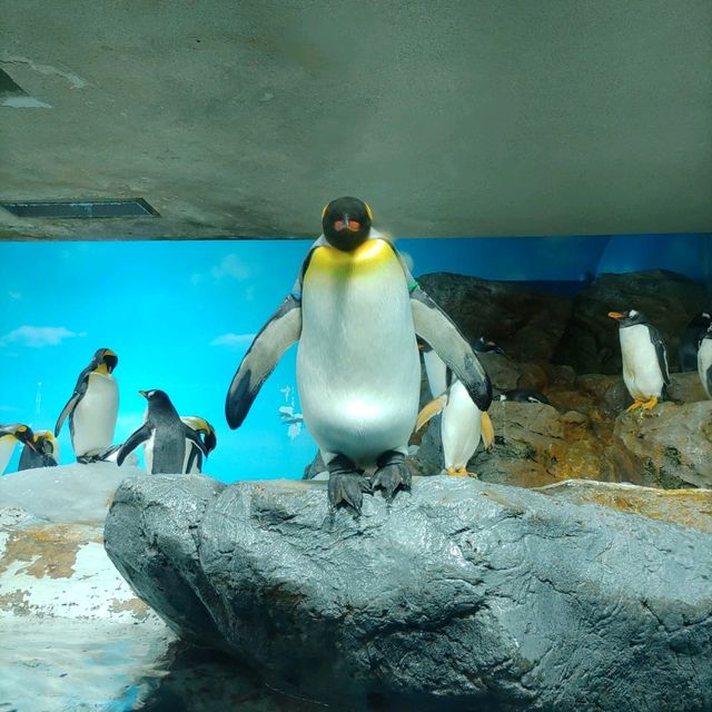 鴨川シーワールドは最強に可愛い生物がいっぱい