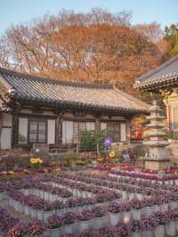 충남 4대 사찰의 보물로 지명된 "서산 개심사"
