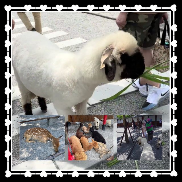 宜蘭動物農場🐕🦌🐂🐐🐑🐫