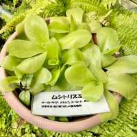 【熱川バナナワニ園】たくさんの熱帯植物に癒される