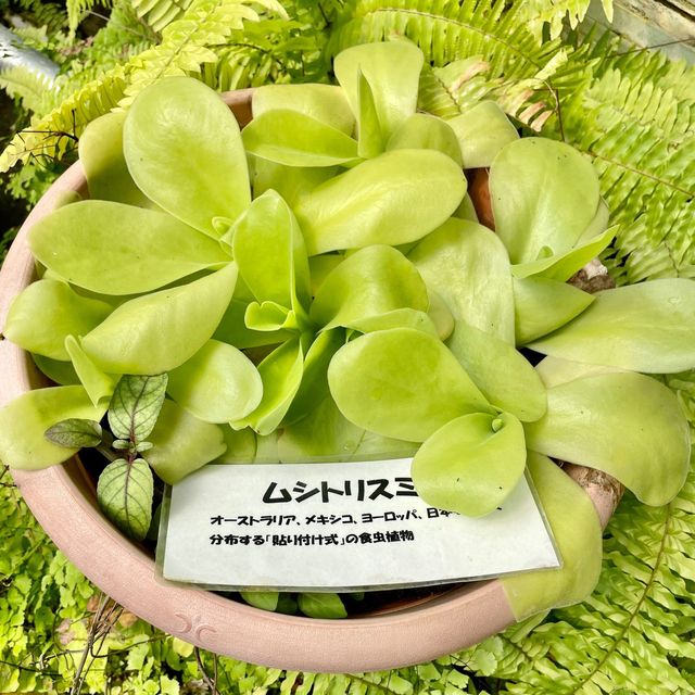 【熱川バナナワニ園】たくさんの熱帯植物に癒される