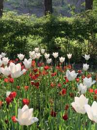 튤립, 수선화를 한 곳에서 만나볼 수 있는 아산 피나클랜드 🌷