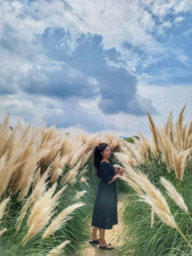 부산에서도 예쁜 팜파스를 볼수 있어요🌾