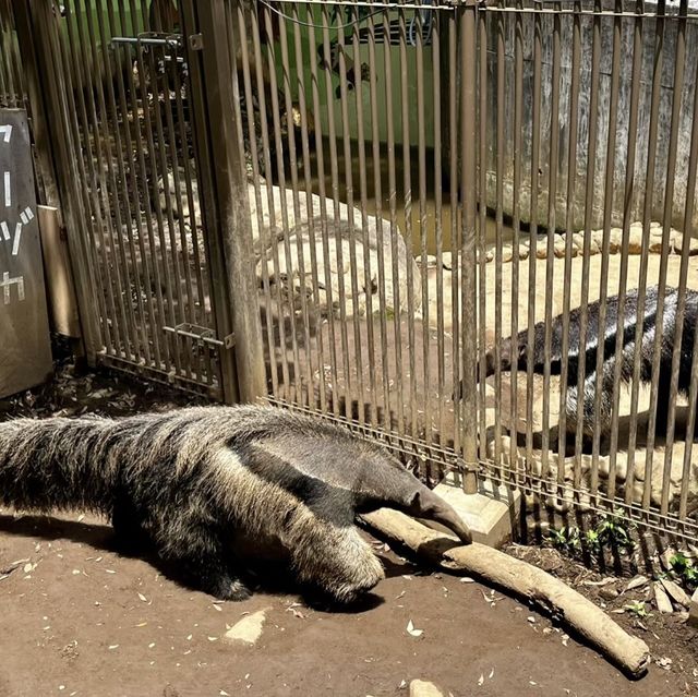 🎨🌍江戶川區自然動物園與動物奇趣😄🐛