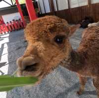 張美阿嬤農場
