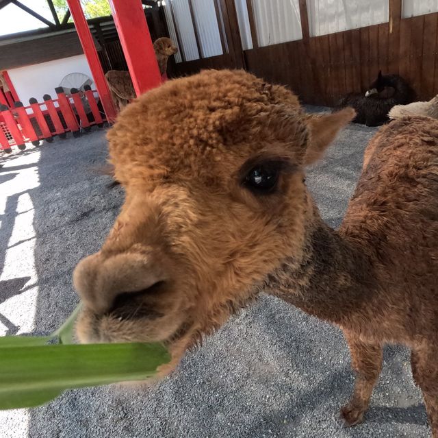 張美阿嬤農場