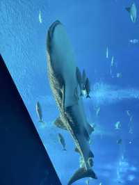 日本｜第一次來沖繩必到訪的美麗海水族館🪸