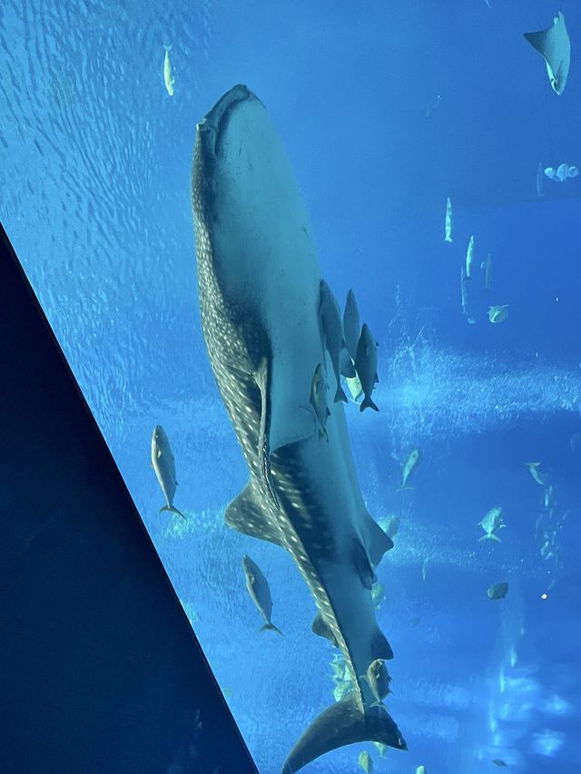 日本｜第一次來沖繩必到訪的美麗海水族館🪸