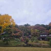 Fall colour foliage at Sankeien