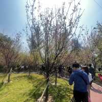 香港小日本🇯🇵櫻花園