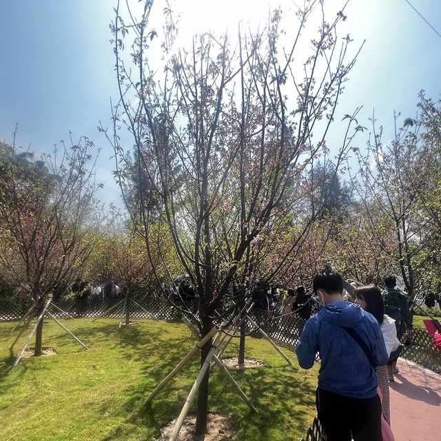 香港小日本🇯🇵櫻花園