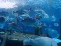 สถาบันวิทยาศาสตร์ทางทะเล มหาวิทยาลัยบูรพา🐟
