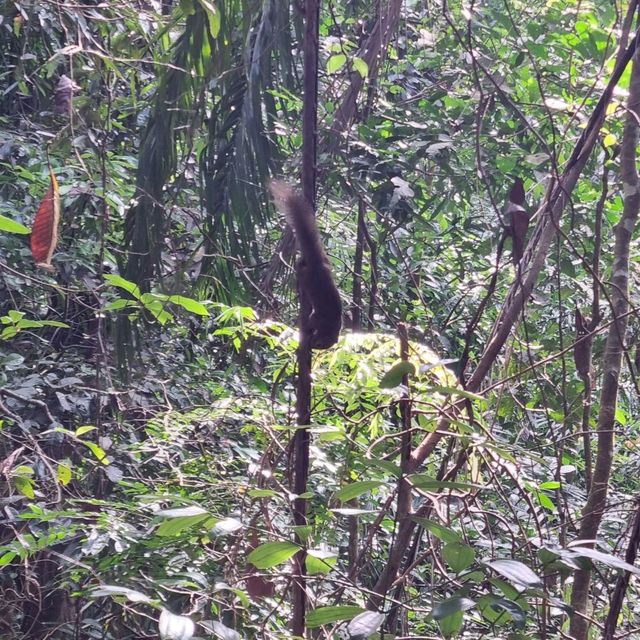 Hiking at Macritchie Nature Trail