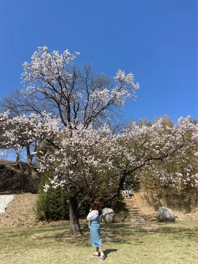 벚꽃과 매화를 볼 수 있는 서산 해미읍성