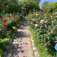 【福岡県久留米市】🌹バラ園🌹